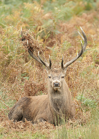 Red Deer Cervus elaphus