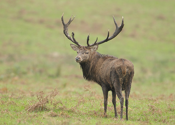 Red Deer Cervus elaphus