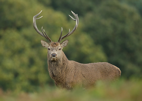 Red Deer Cervus elaphus