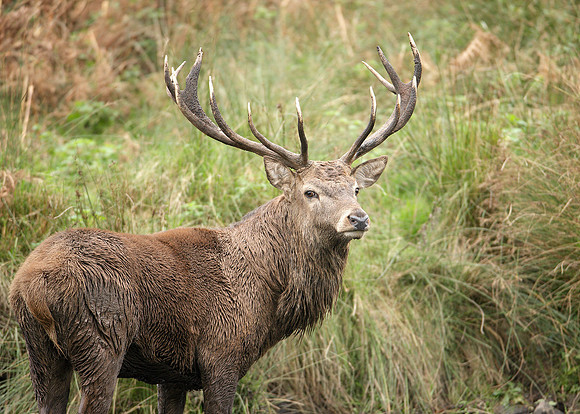 Red Deer Cervus elaphus