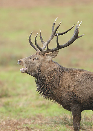 Red Deer Cervus elaphus