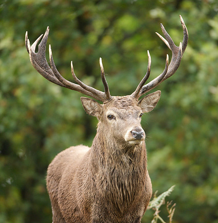 Red Deer Cervus elaphus