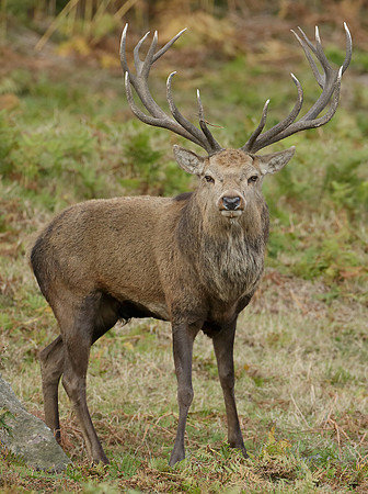 Red Deer Cervus elaphus