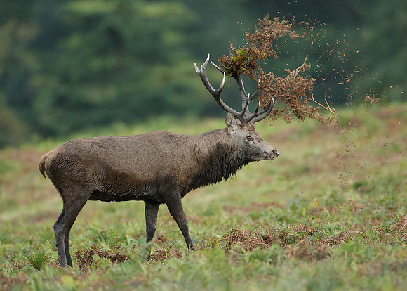 Red Deer Cervus elaphus