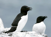Razorbill Alca torda