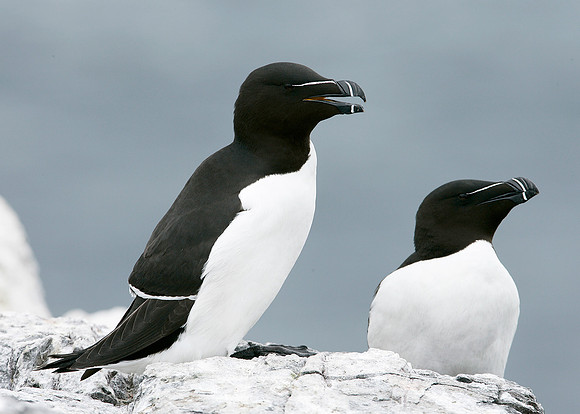 Razorbill Alca torda