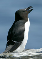 Razorbill Alca torda