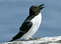 Razorbill Alca torda