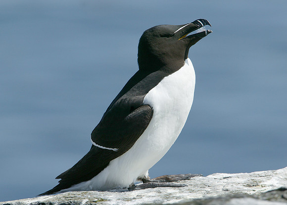 Razorbill Alca torda