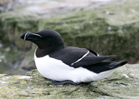 Razorbill Alca torda