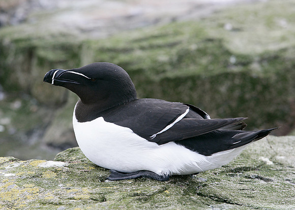 Razorbill Alca torda