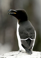 Razorbill Alca torda