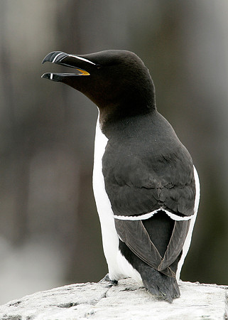 Razorbill Alca torda