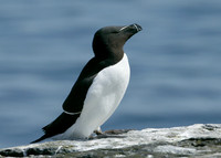 Razorbill Alca torda