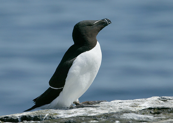 Razorbill Alca torda