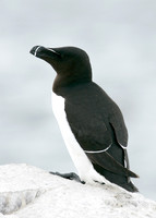 Razorbill Alca torda