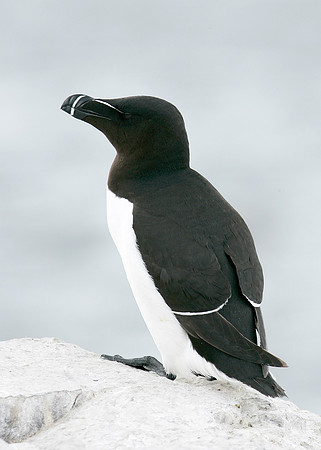 Razorbill Alca torda