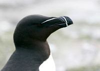 Razorbill Alca torda