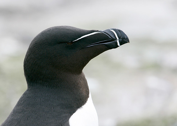 Razorbill Alca torda
