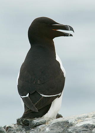 Razorbill Alca torda