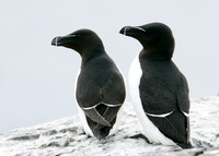 Razorbill Alca torda
