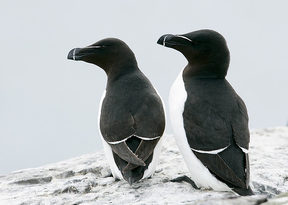 Razorbill Alca torda