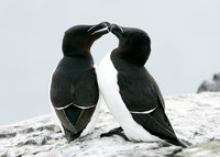 Razorbill Alca torda