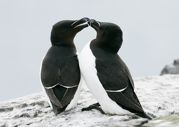 Razorbill Alca torda