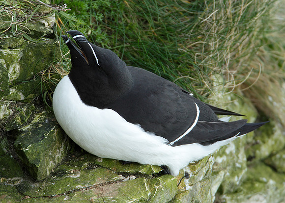 Razorbill Alca torda