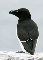 Razorbill Alca torda