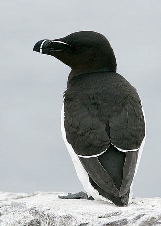Razorbill Alca torda