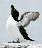 Razorbill Alca torda