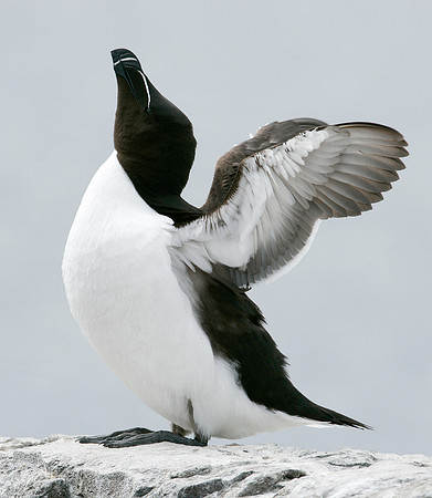 Razorbill Alca torda