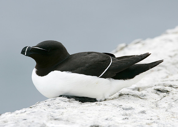 Razorbill Alca torda