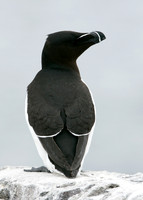 Razorbill Alca torda