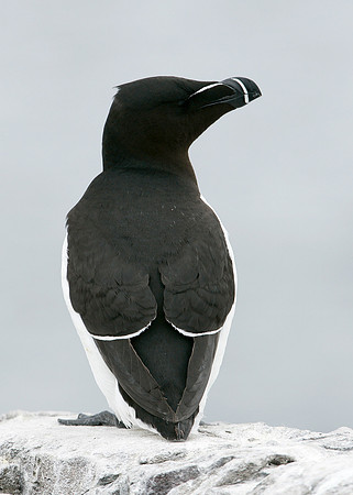 Razorbill Alca torda