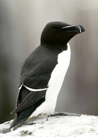 Razorbill Alca torda