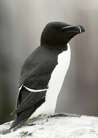 Razorbill Alca torda