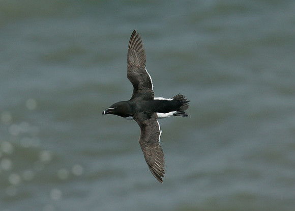 Razorbill Alca torda