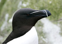 Razorbill Alca torda