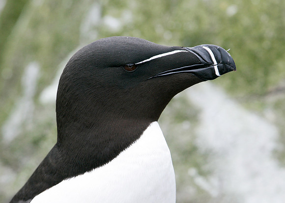 Razorbill Alca torda