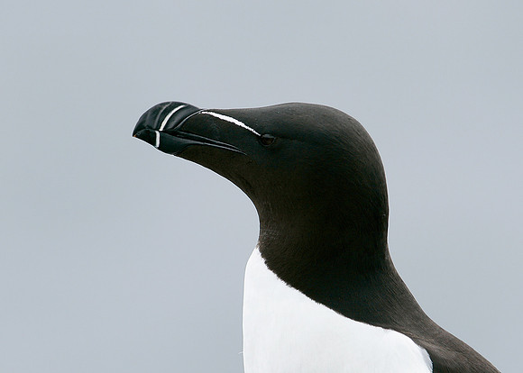 Razorbill Alca torda