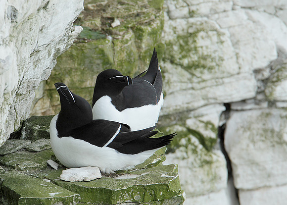 Razorbill Alca torda