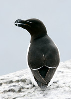 Razorbill Alca torda