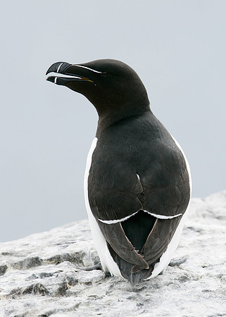 Razorbill Alca torda