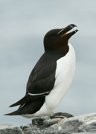 Razorbill Alca torda