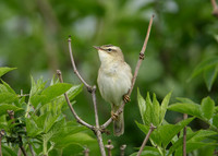 Sedge Warbler Acrocephalus schoenobaenus