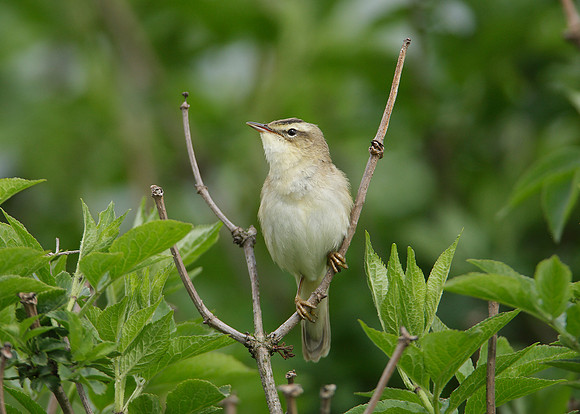 Sedge Warbler Acrocephalus schoenobaenus