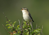 Sedge Warbler Acrocephalus schoenobaenus