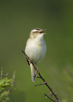 Sedge Warbler Acrocephalus schoenobaenus